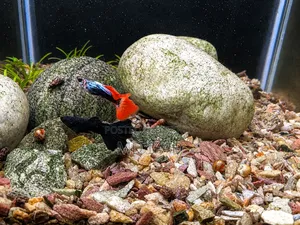 Red Tail Platinum and Black Moskow