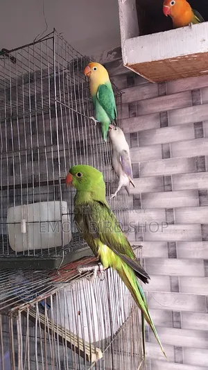 Ringneck Parrot and Lovebird for Sale