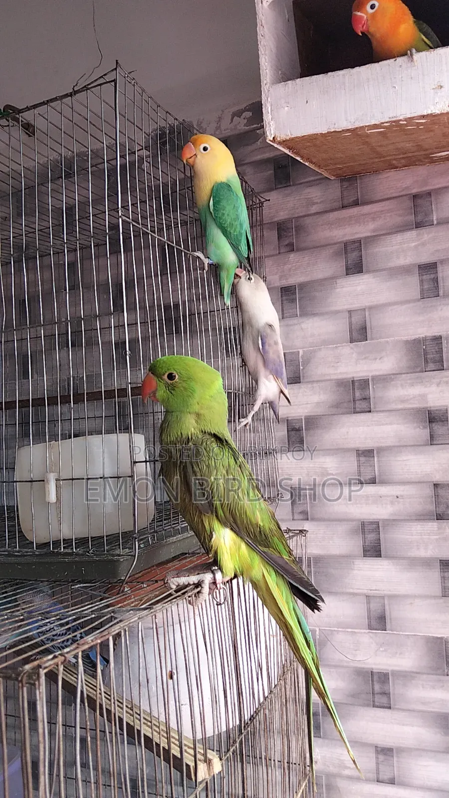 Ringneck Parrot and Lovebird for Sale