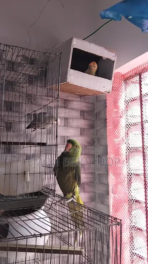 Ringneck Parrot and Lovebird for Sale