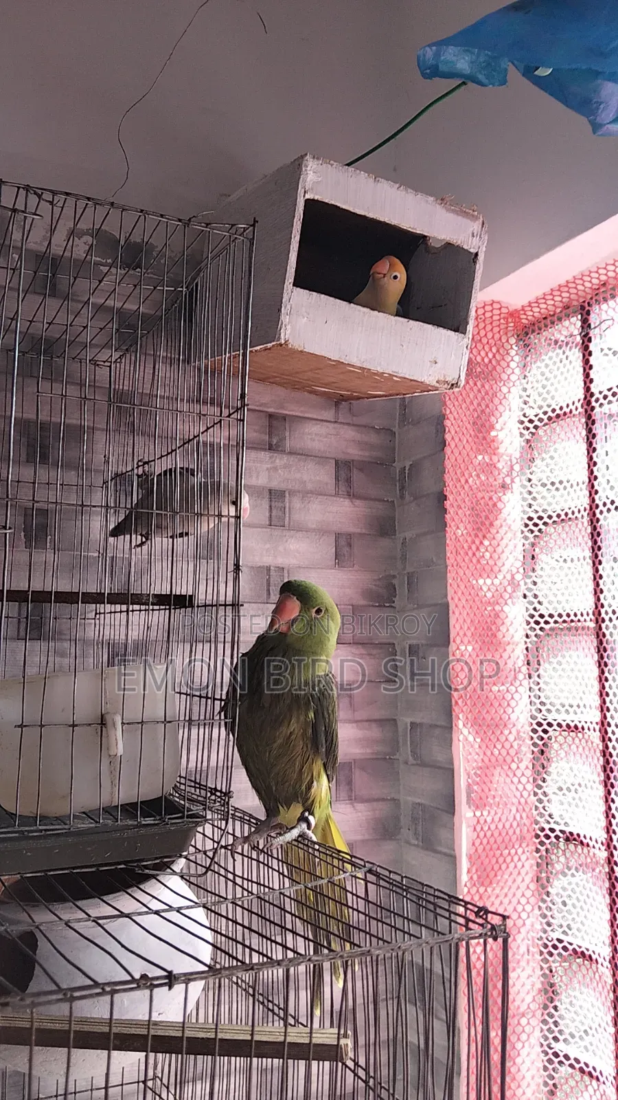 Ringneck Parrot and Lovebird for Sale