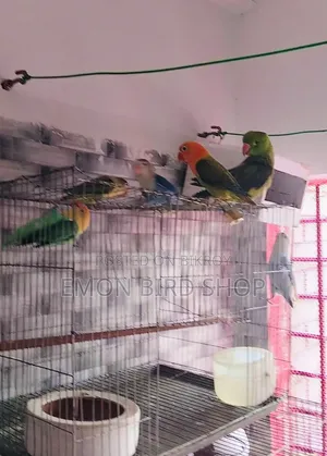 Ringneck Parrot and Lovebird for Sale