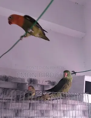 Ringneck Parrot and Lovebird for Sale