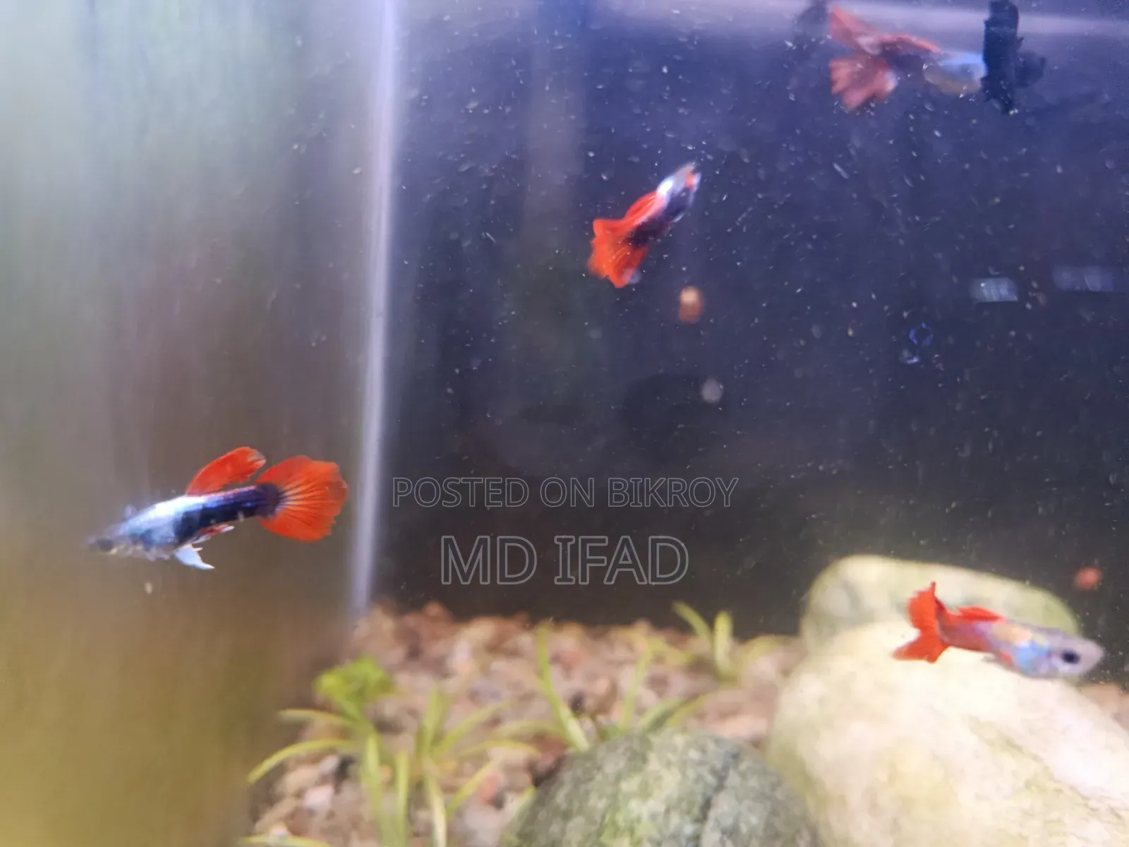 Red Tail Platinum and Black Moskow