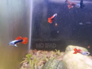 Red Tail Platinum and Black Moskow