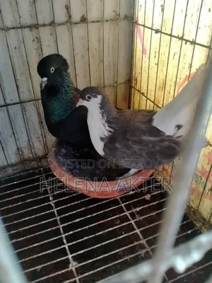 King Cross Pigeon