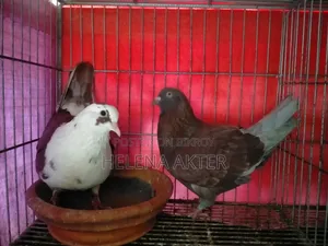King Cross Pigeon