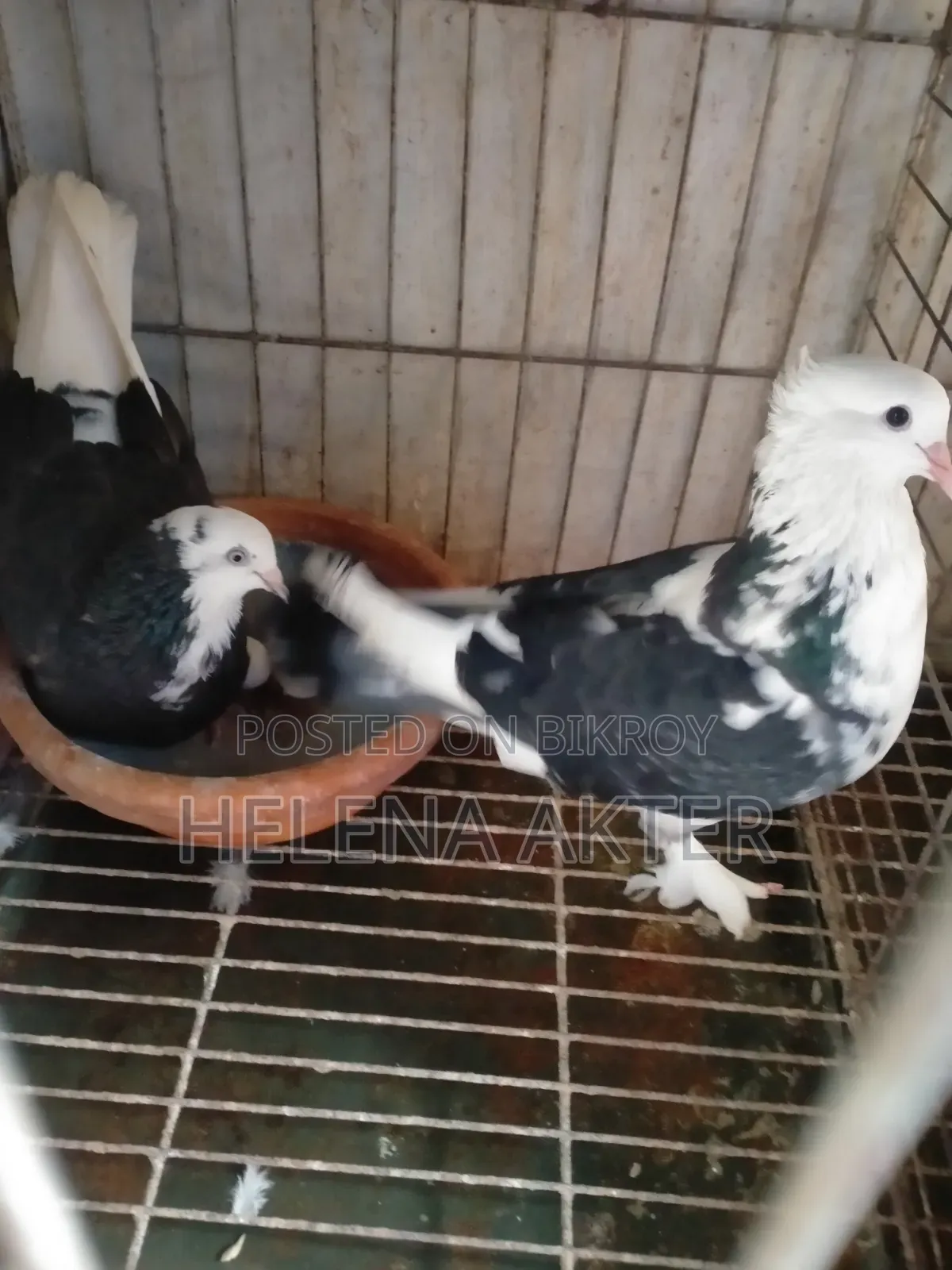 King Cross Pigeon