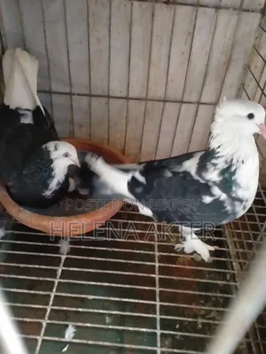 King Cross Pigeon