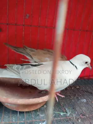 A pair of dove birds for sale