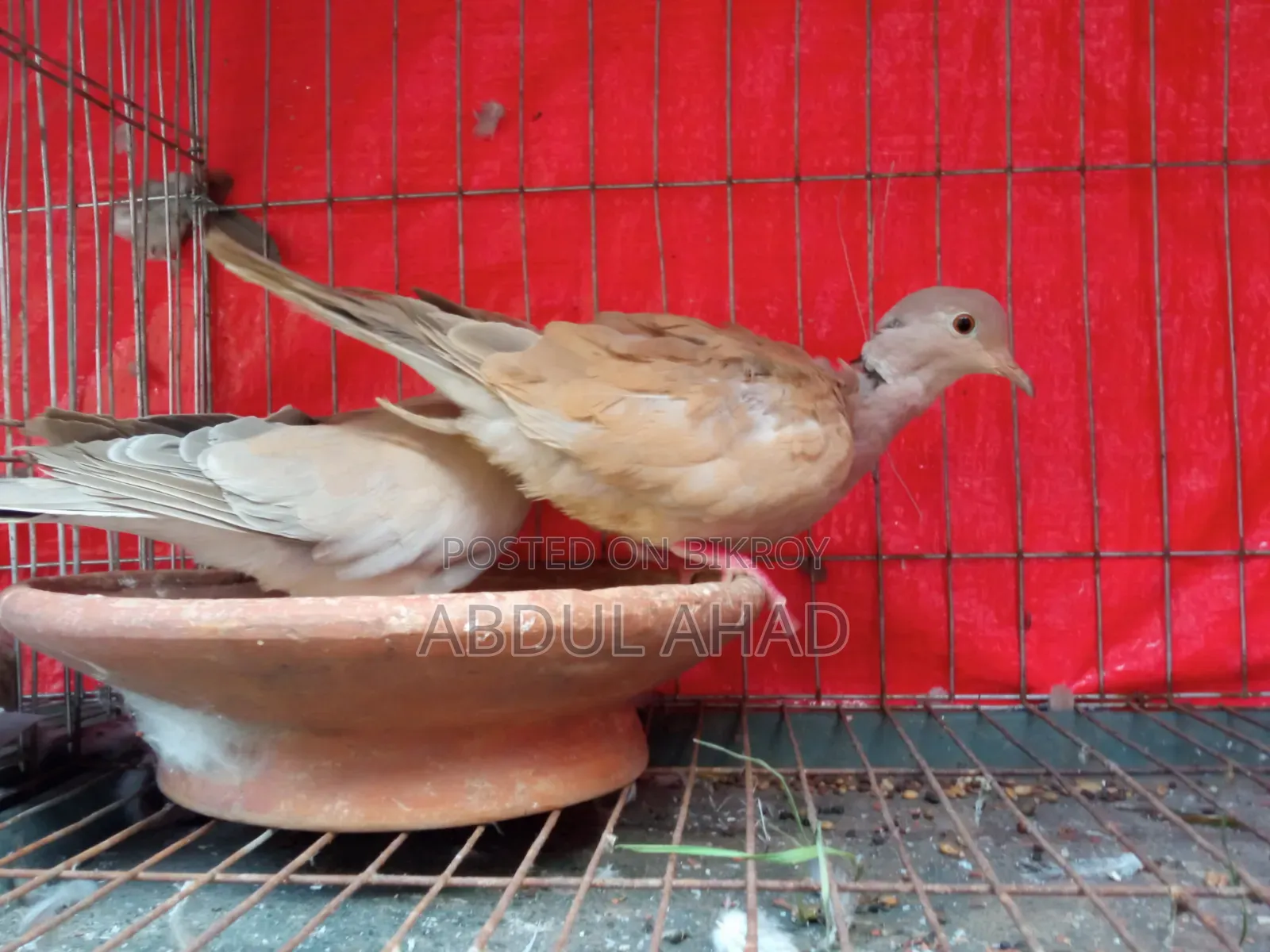 A pair of dove birds for sale