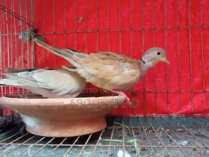 A pair of dove birds for sale