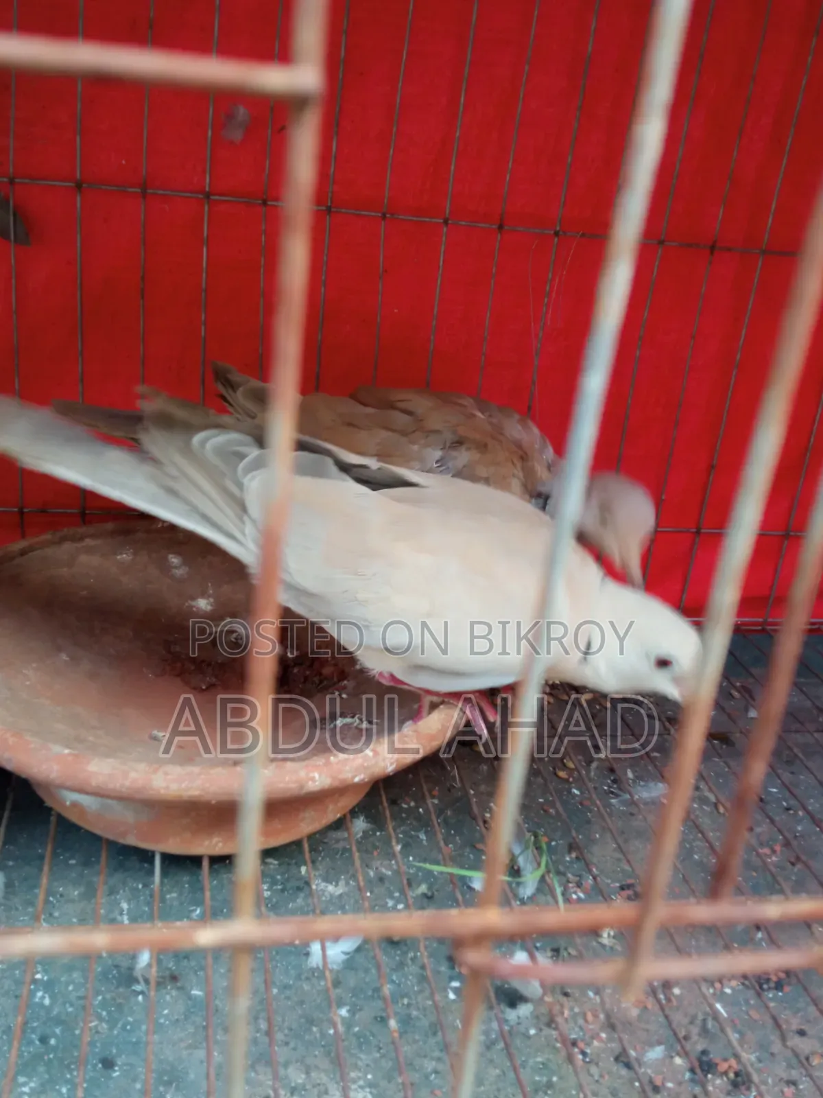 A pair of dove birds for sale
