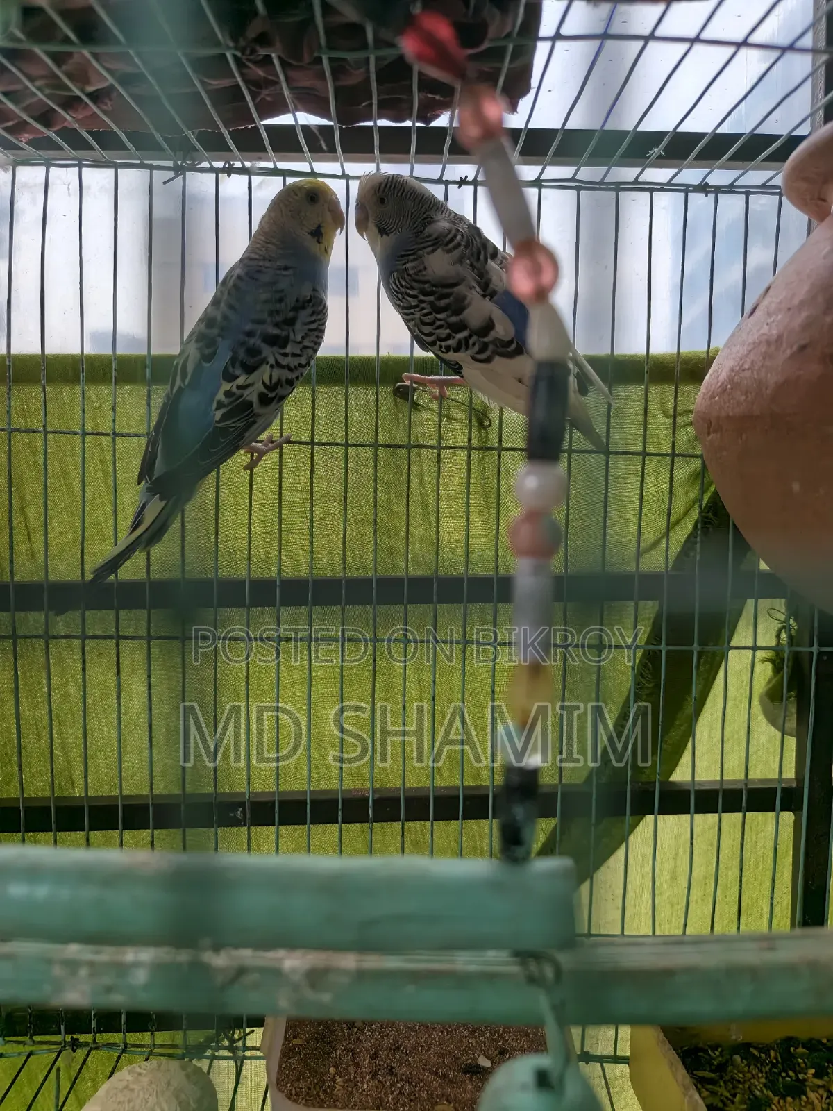 Budgerigar Bird