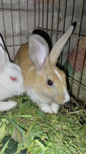 3 Big Rabbits