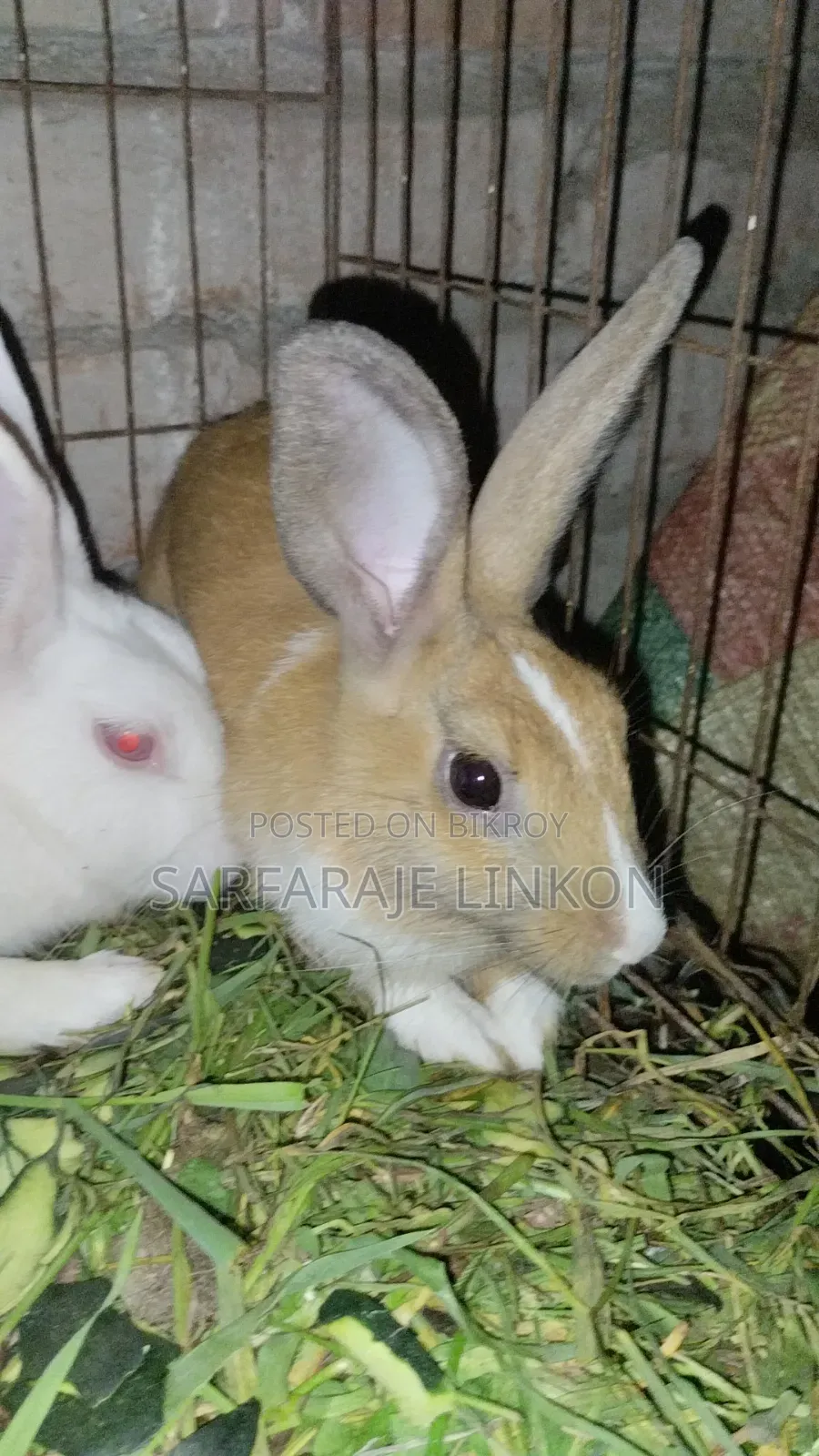 3 Big Rabbits