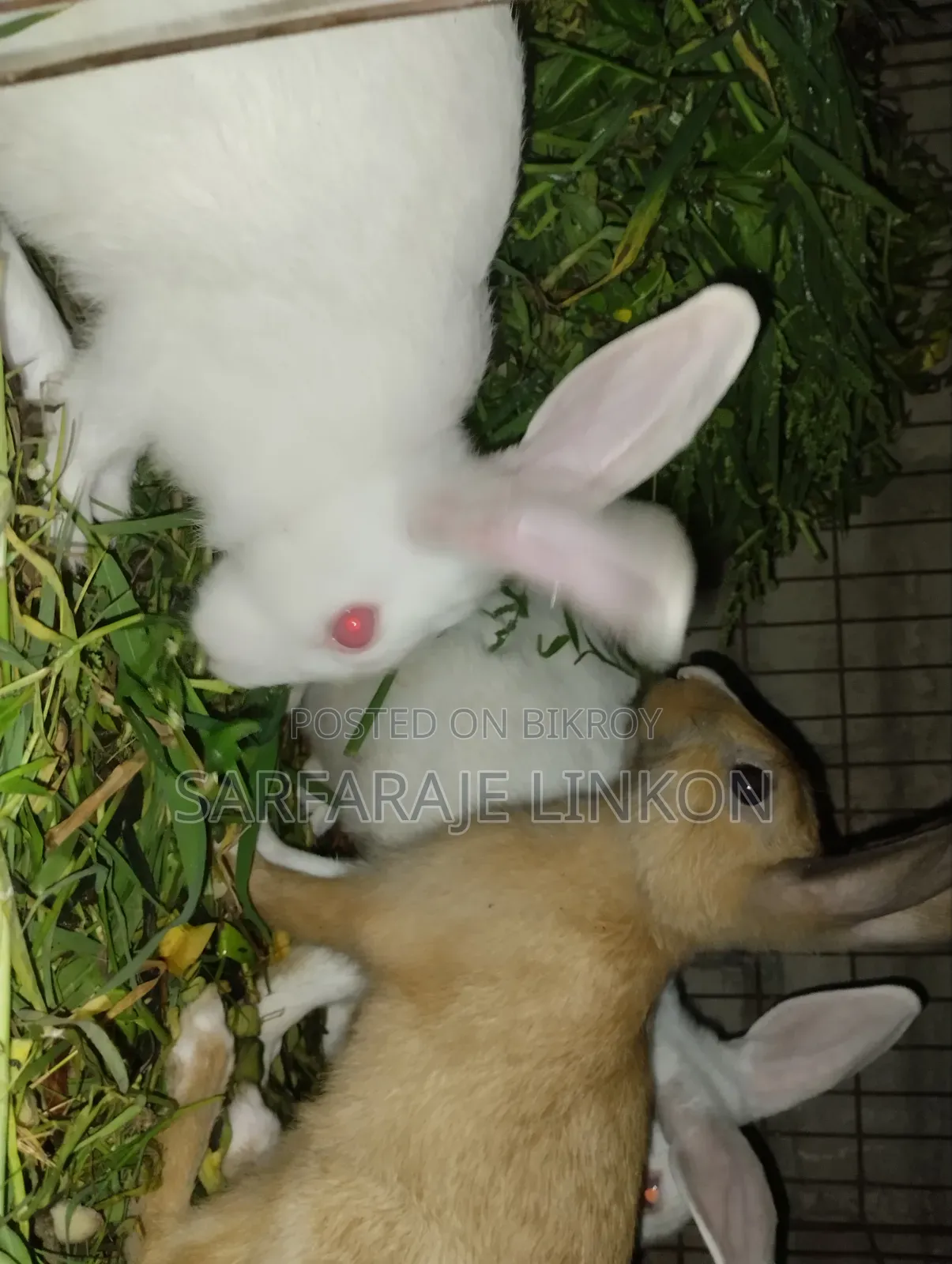 3 Big Rabbits