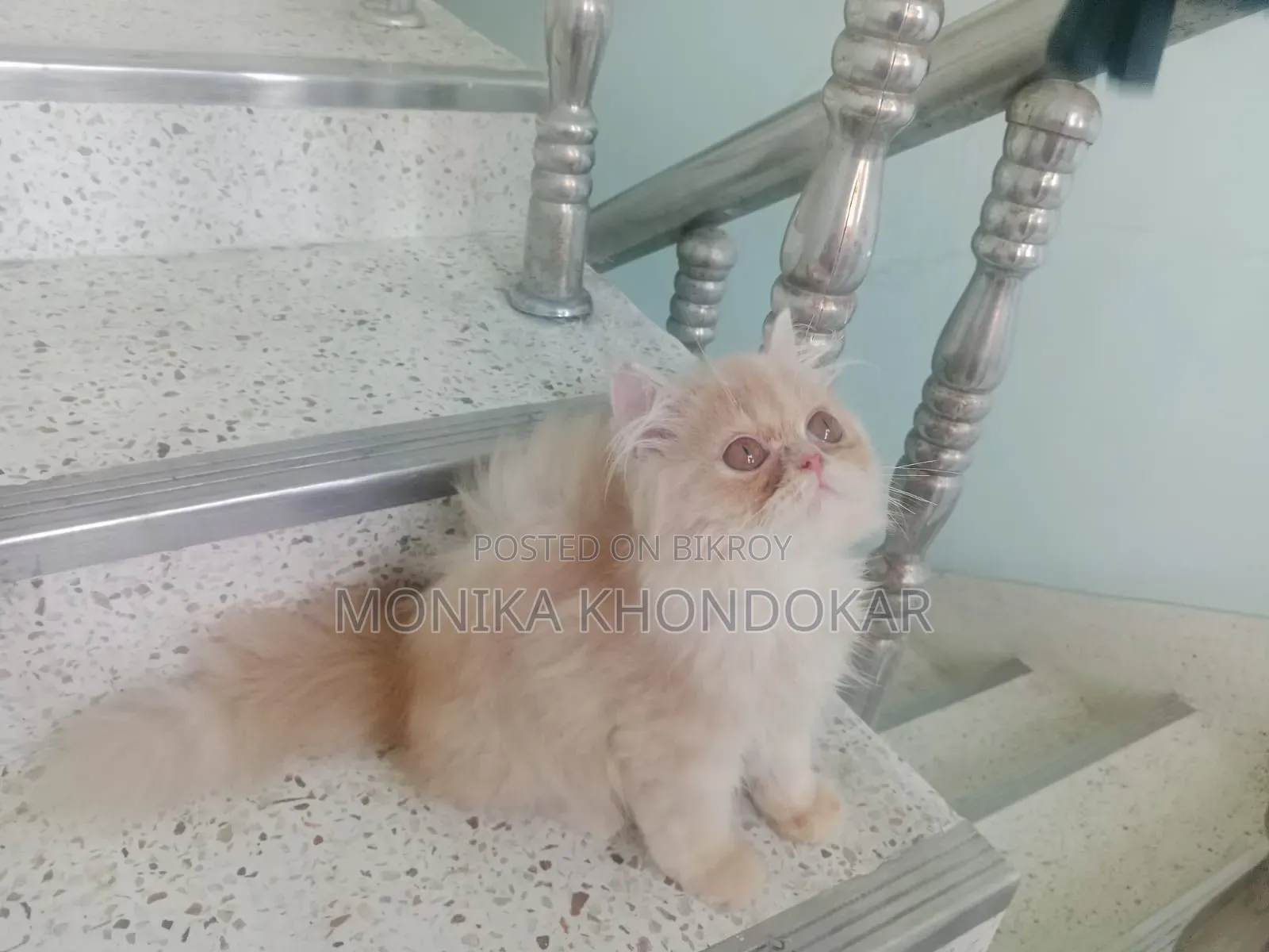 1-3 Months Male Purebred Persian