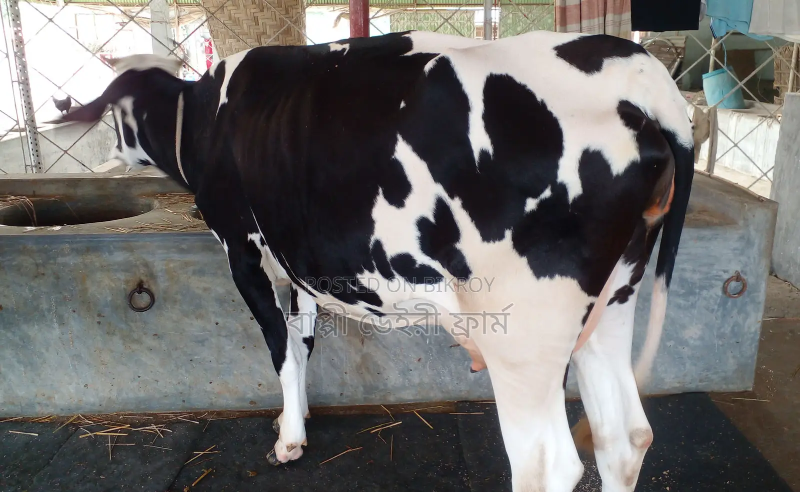 Cow number 1341 of improved breed.