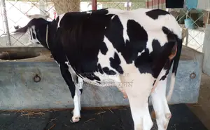 Cow number 1341 of improved breed.