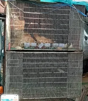 Pigeon Cage
