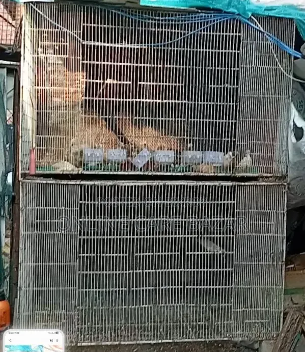 Pigeon Cage