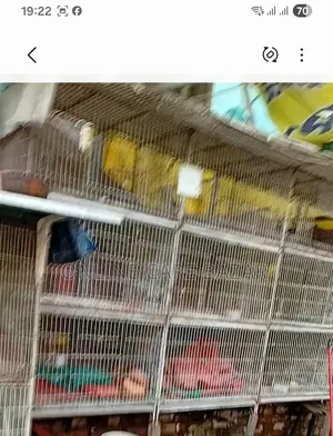 Pigeon Cage