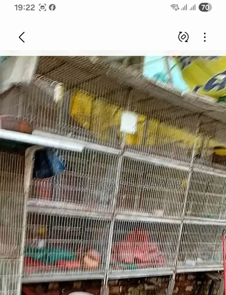 Pigeon Cage
