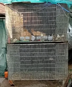 Pigeon Cage