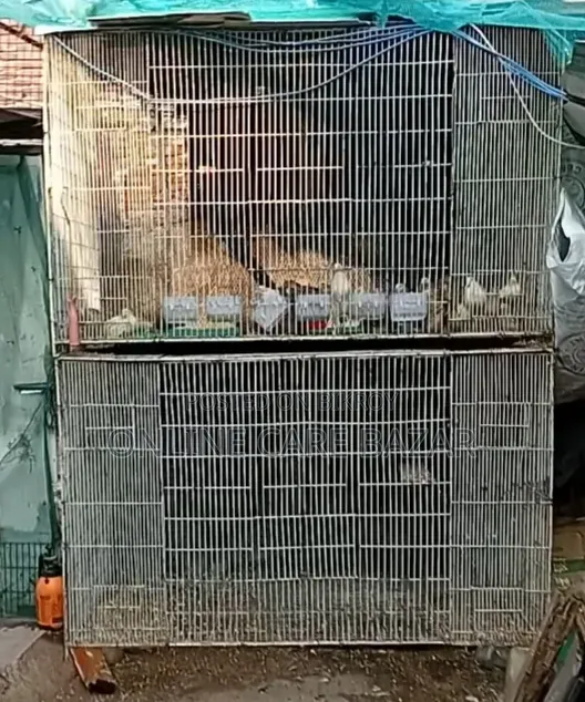 Pigeon Cage