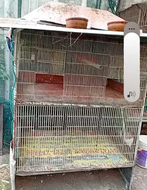 Pigeon Cage