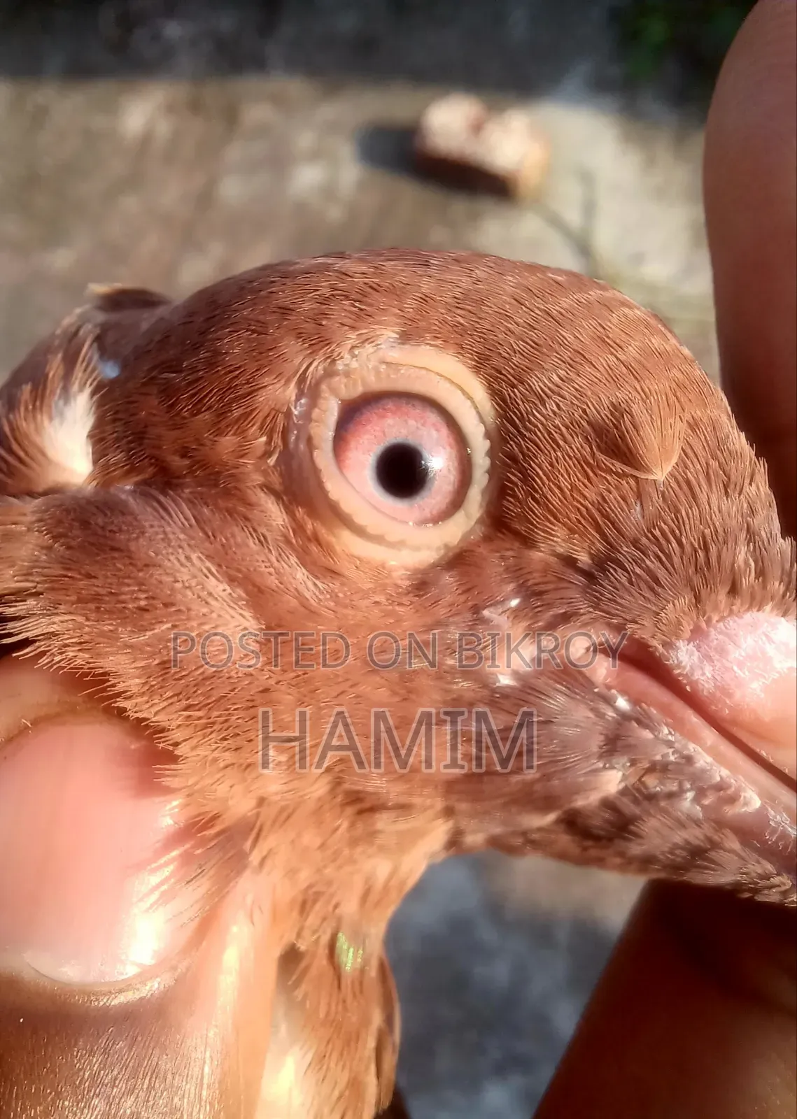 1 Pair Red Sulli Pigeon