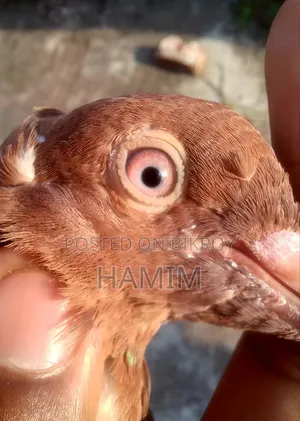 1 Pair Red Sulli Pigeon