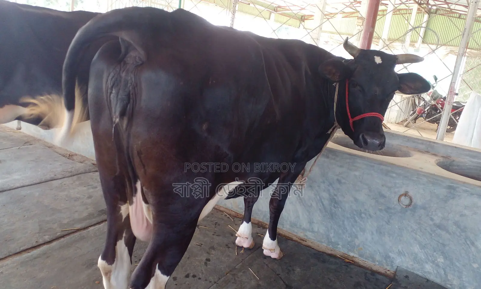 1342 High-yield dairy cow for sale.