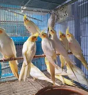 Lutino Cockatiel