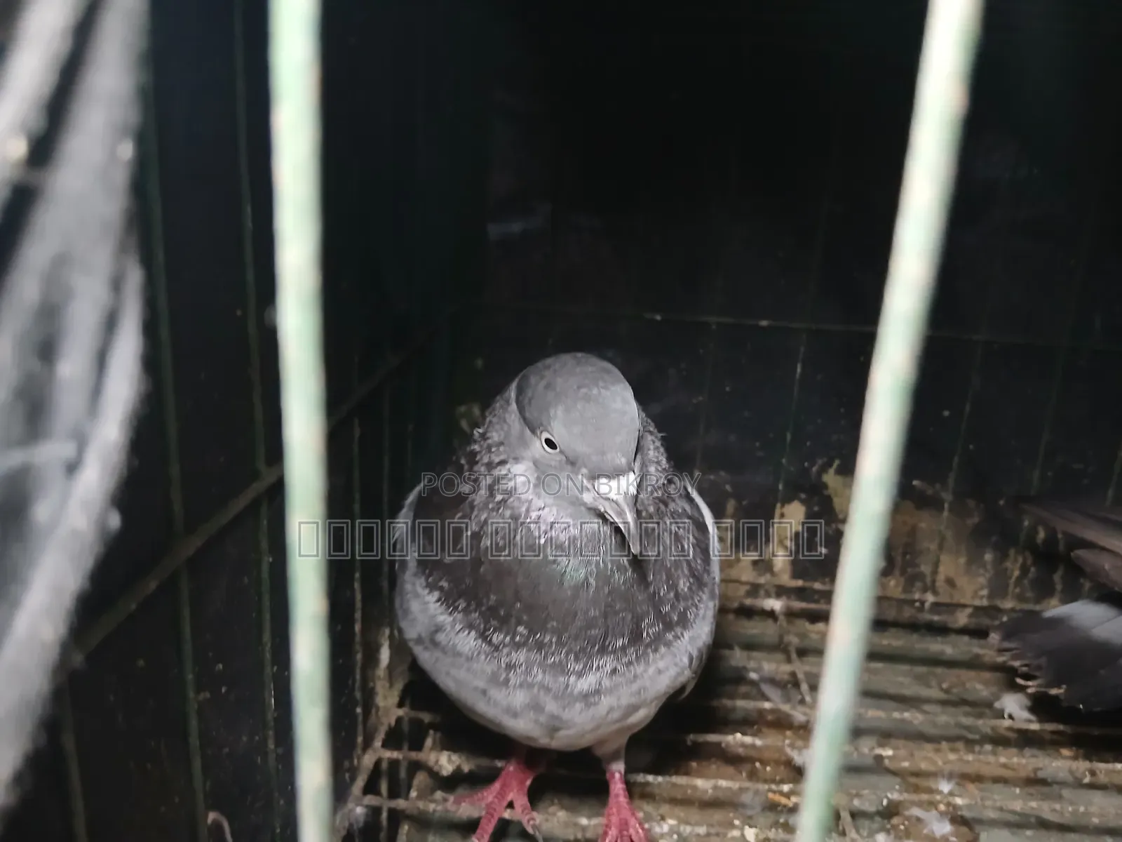 Bagha Pigeon