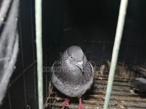Bagha Pigeon