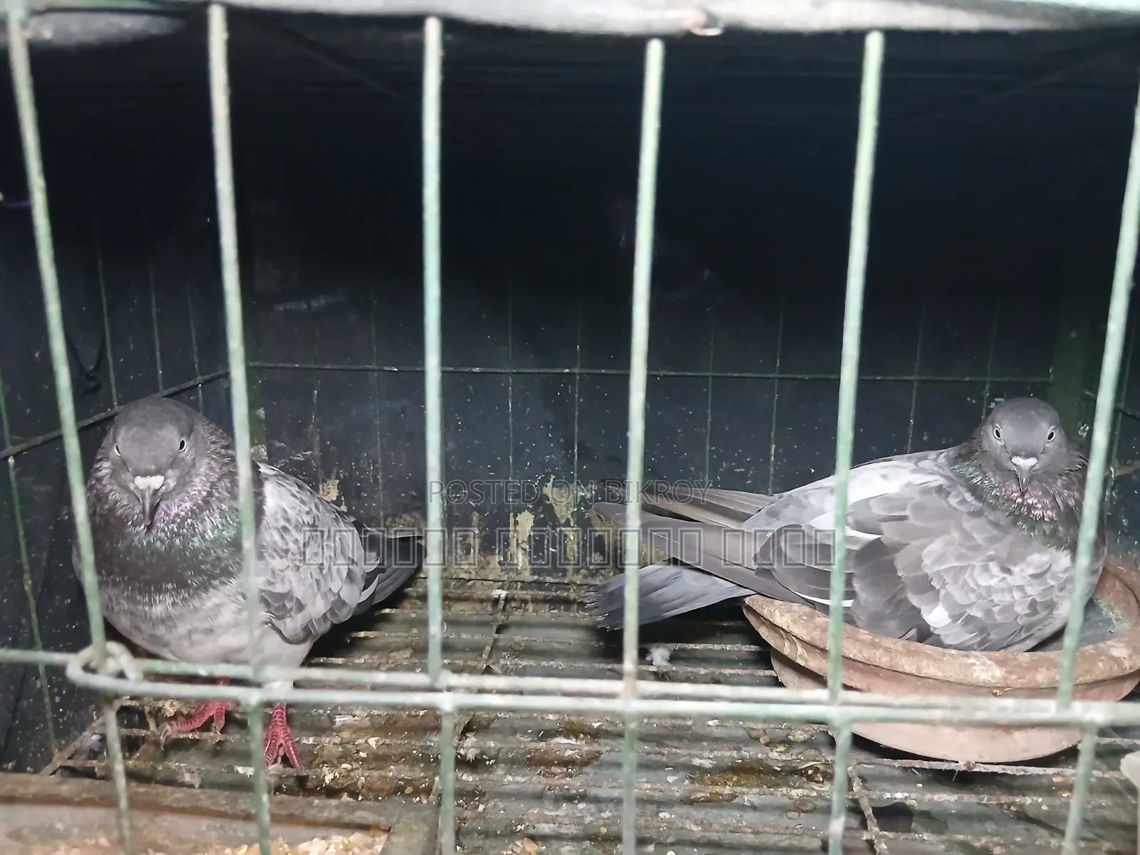 Bagha Pigeon