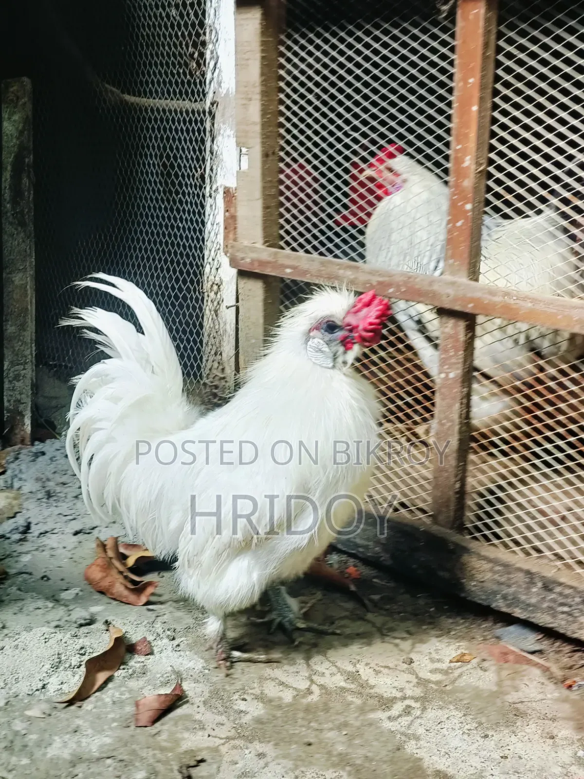 Silky Rooster