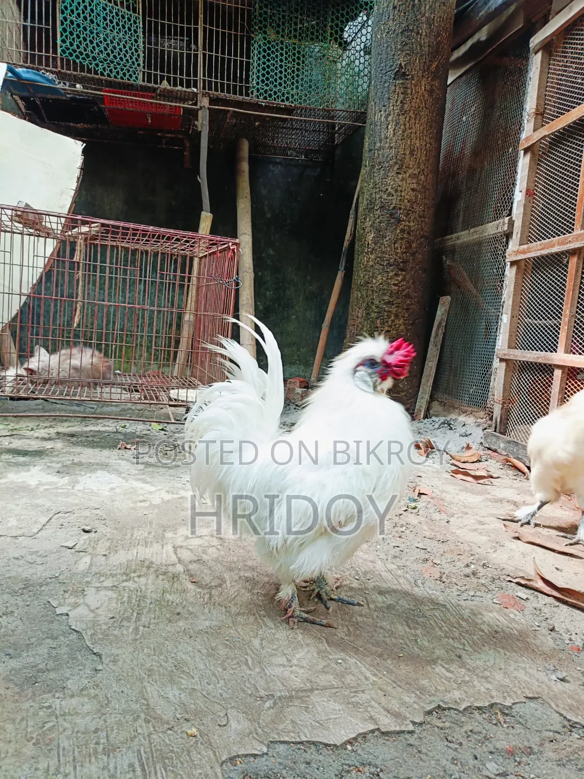 Silky Rooster