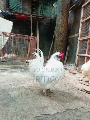 Silky Rooster