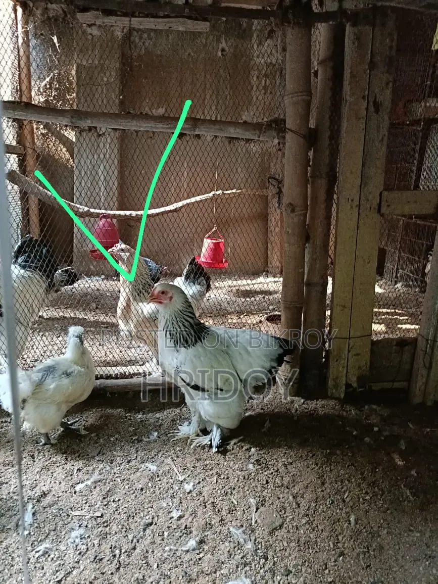 Silky Rooster