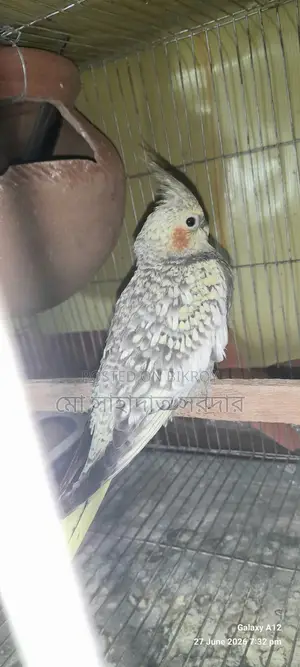 Cockatiel for sale