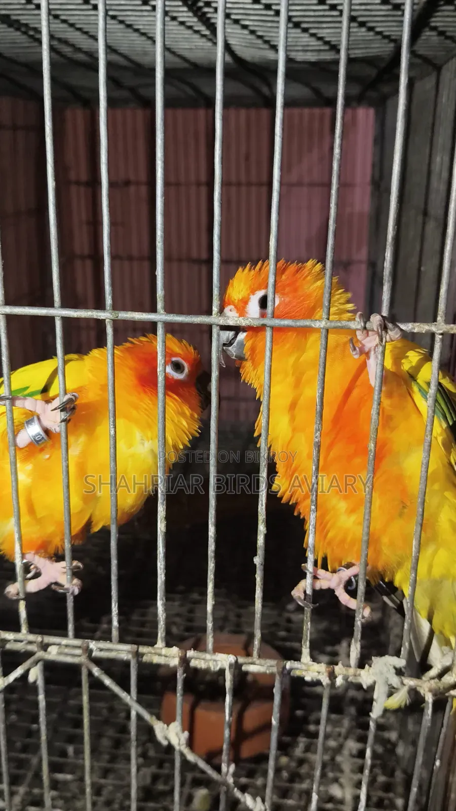Sun Conure Bird