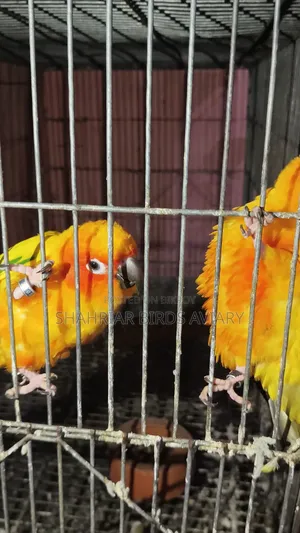 Sun Conure Bird