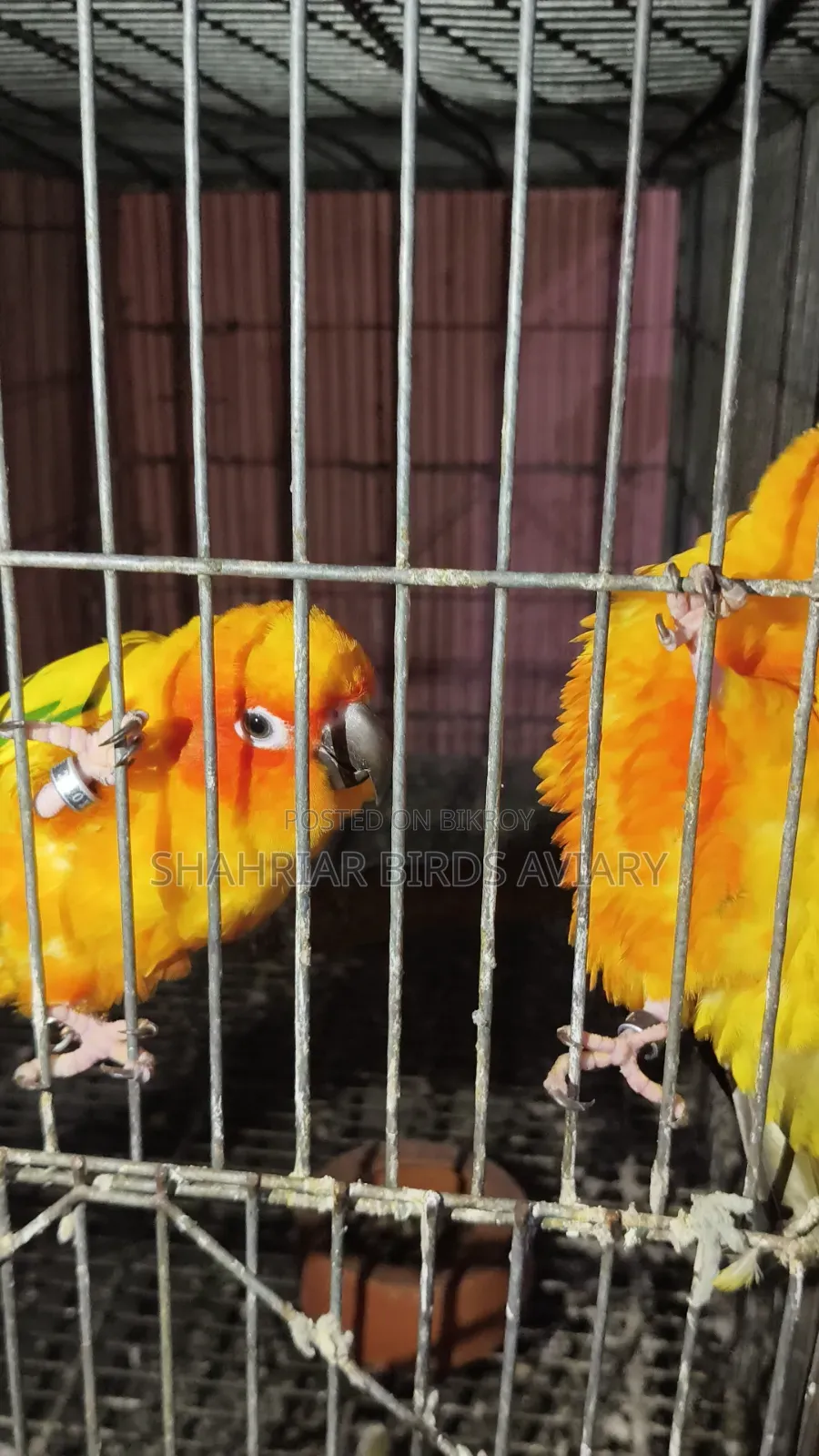 Sun Conure Bird