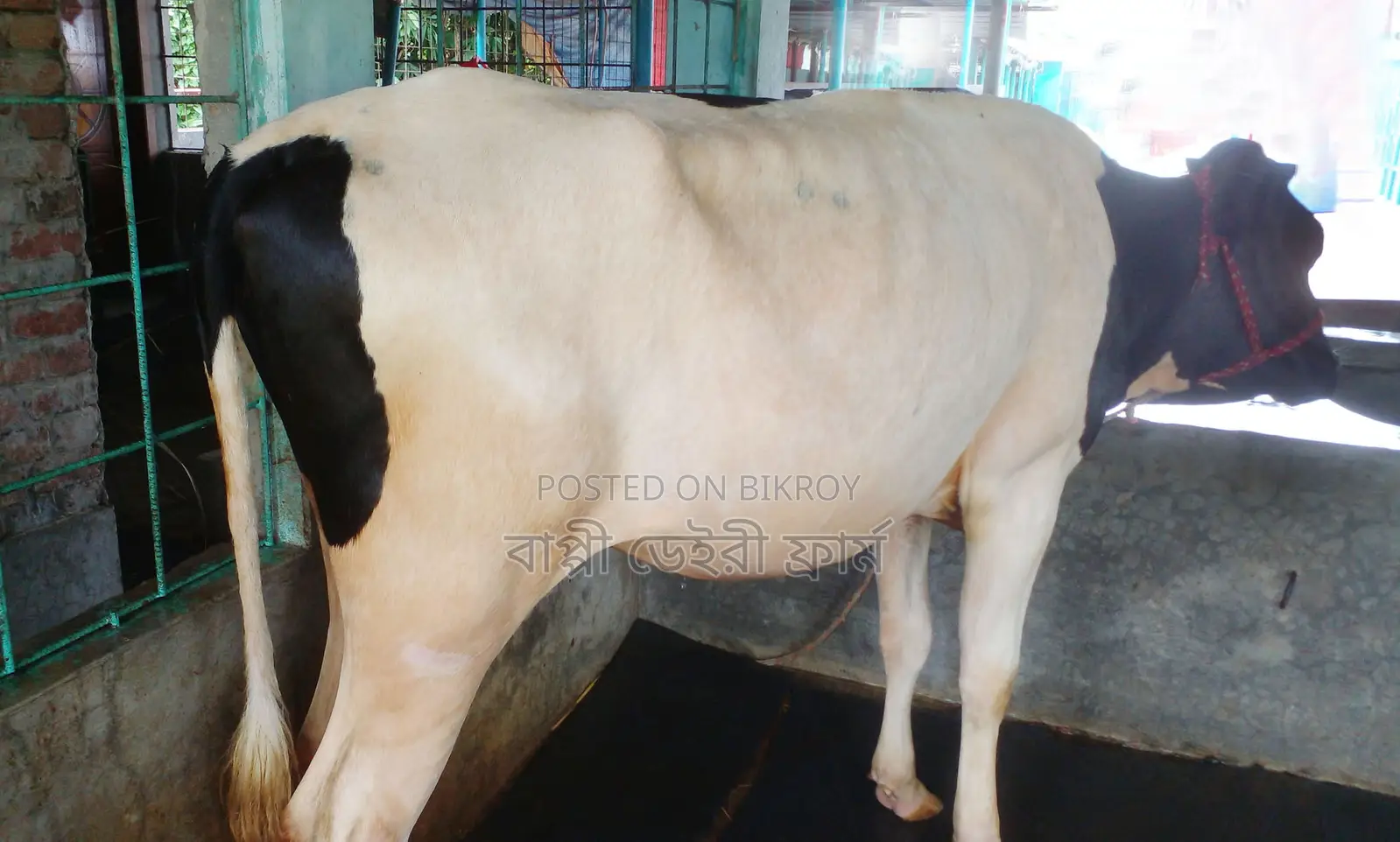 Buy a high-quality heifer for rearing, ID 1343.