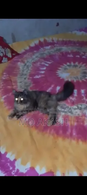 1-3 Months Female Purebred Abyssinian