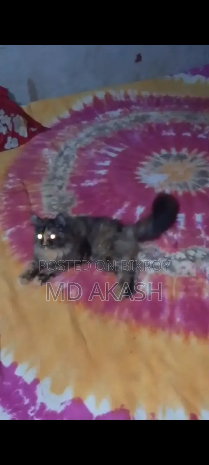 1-3 Months Female Purebred Abyssinian