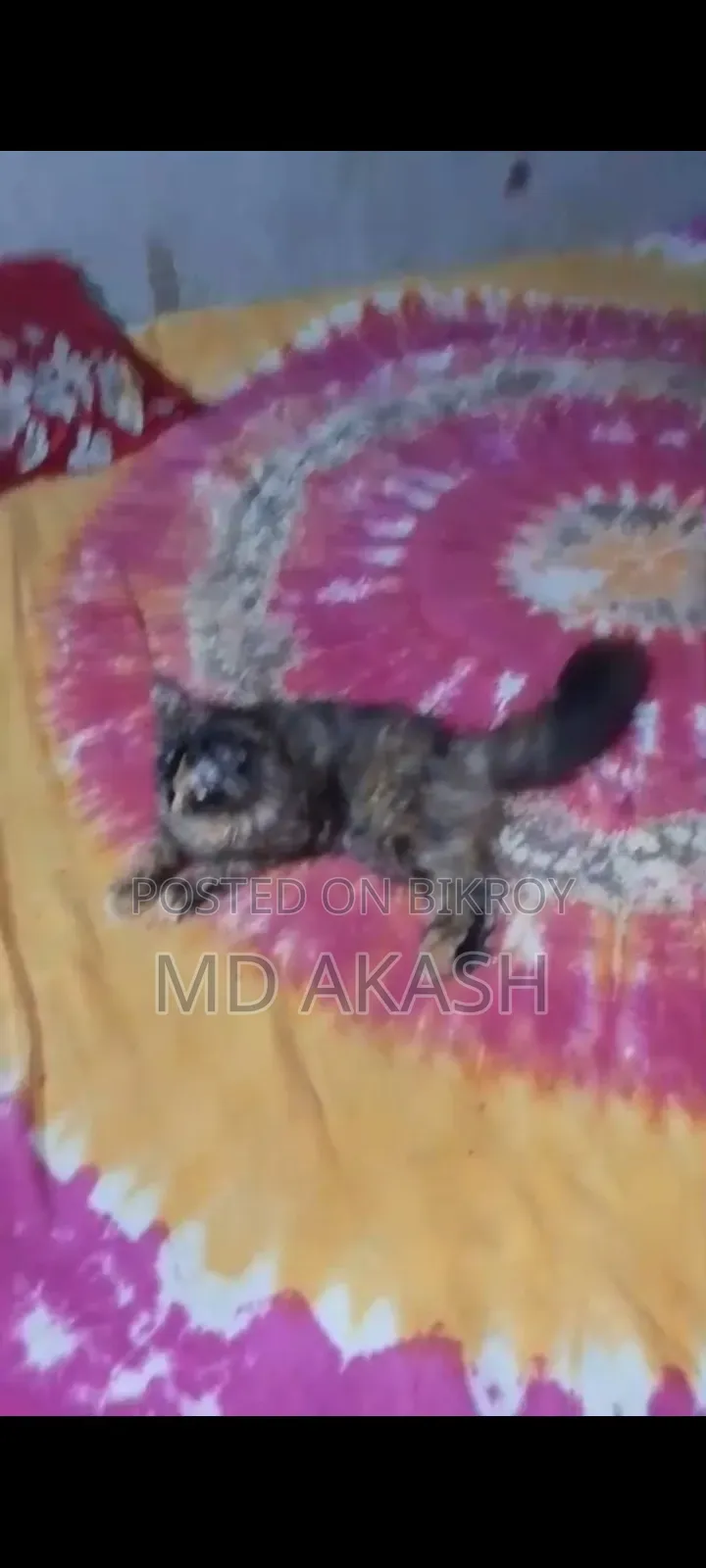 1-3 Months Female Purebred Abyssinian